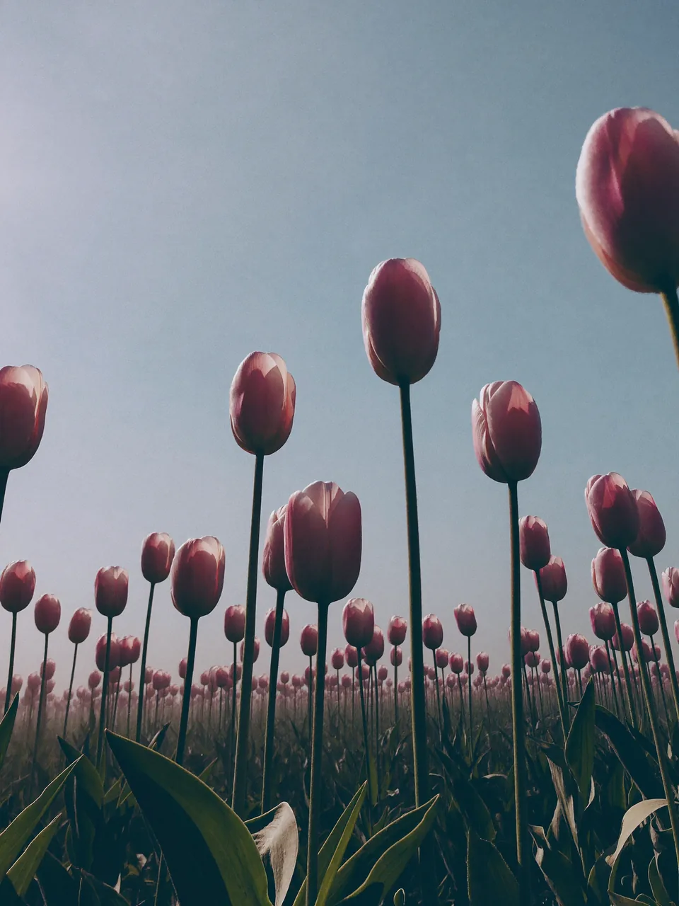 PDRN science, slide 1 of 15