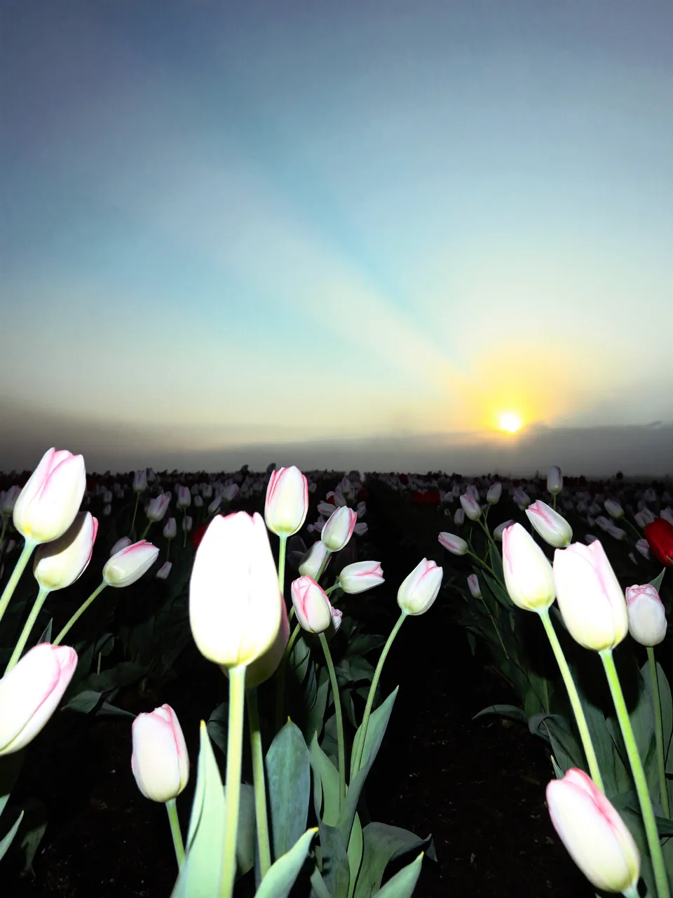 PDRN science, slide 2 of 15