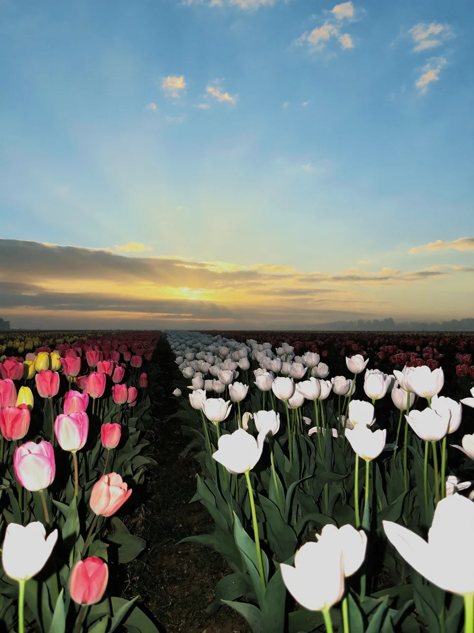 PDRN science, slide 3 of 15